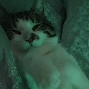 Meet your Posher, Ella